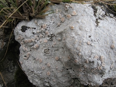 Lecanora farinacea