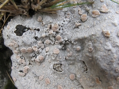 Lecanora farinacea