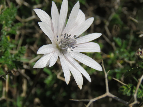 Broad-leaved anemone