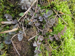 Gingidia enysii peninsulare