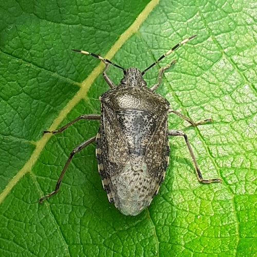 Mottled Stink Bug photo 3
