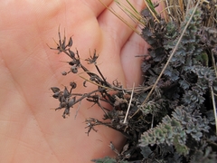 Gingidia enysii peninsulare