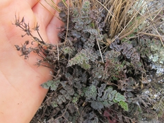 Gingidia enysii peninsulare