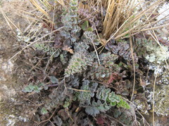 Gingidia enysii peninsulare