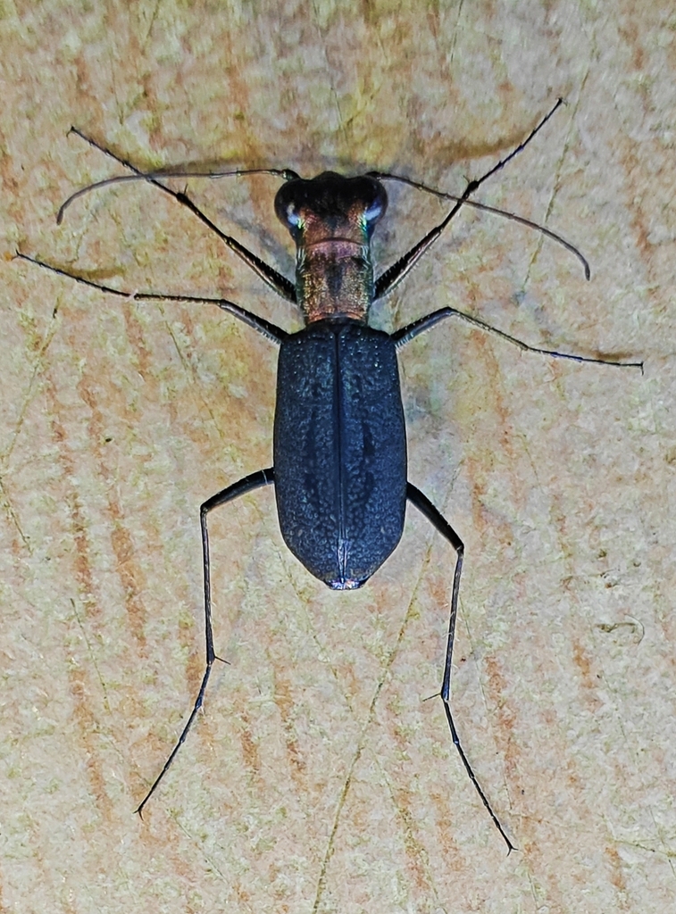 Rounded-thorax Tiger Beetles from Zhanjiang, CN-GD, CN on May 24, 2024 ...