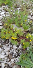 Ajuga chamaepitys chia