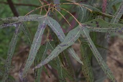 Brachychiton gregorii