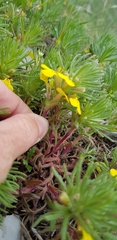 Ajuga chamaepitys chia