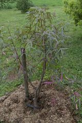 Brachychiton gregorii