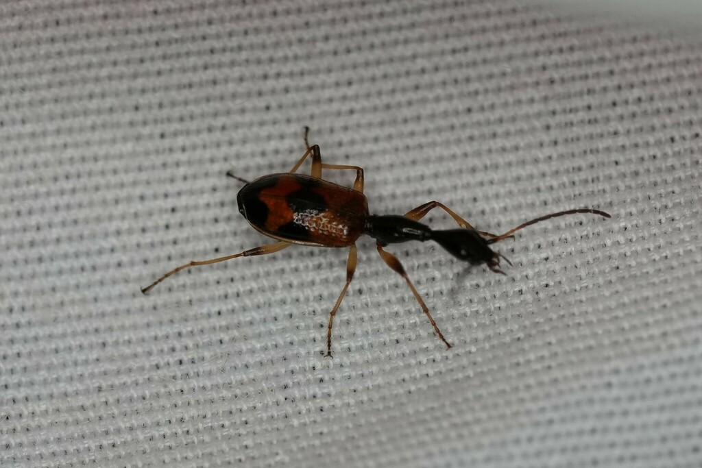 Long-necked Ground Beetle from South Baton Rouge, Baton Rouge, LA, USA ...