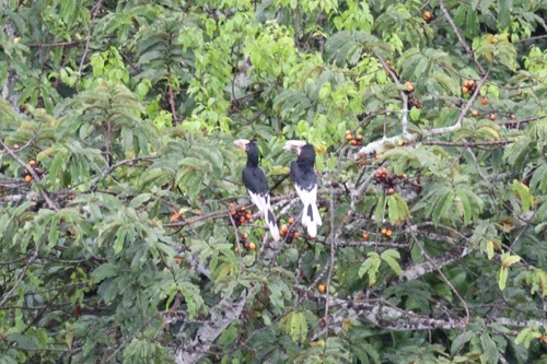White-thighed Hornbill
