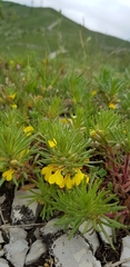 Ajuga chamaepitys chia