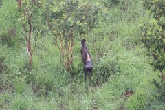 Cephalophus silvicultor