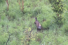 Cephalophus silvicultor