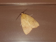 Calymera