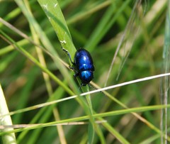 Chrysochus chinensis