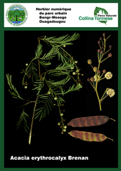 Senegalia erythrocalyx