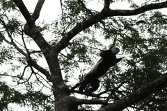 Colobus guereza