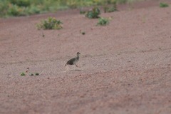 Pternistis icterorhynchus