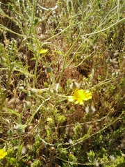 Picris rhagadioloides