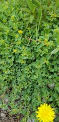 Medicago cretacea