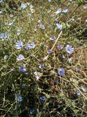 Cichorium endivia