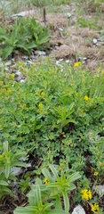 Medicago cretacea