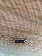 Arrhenodes minutus