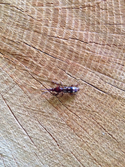 Arrhenodes minutus