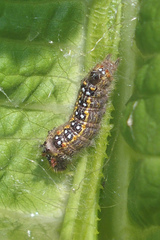 Clostera anastomosis