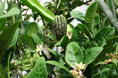 Citrus medica sarcodactylis