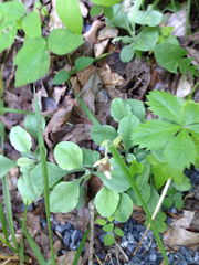 Antennaria plantaginifolia