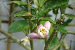 Citrus medica sarcodactylis