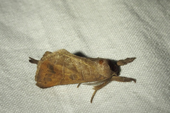 Clostera anastomosis