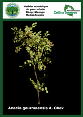 Senegalia gourmaensis