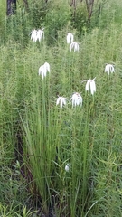 Rhynchospora latifolia