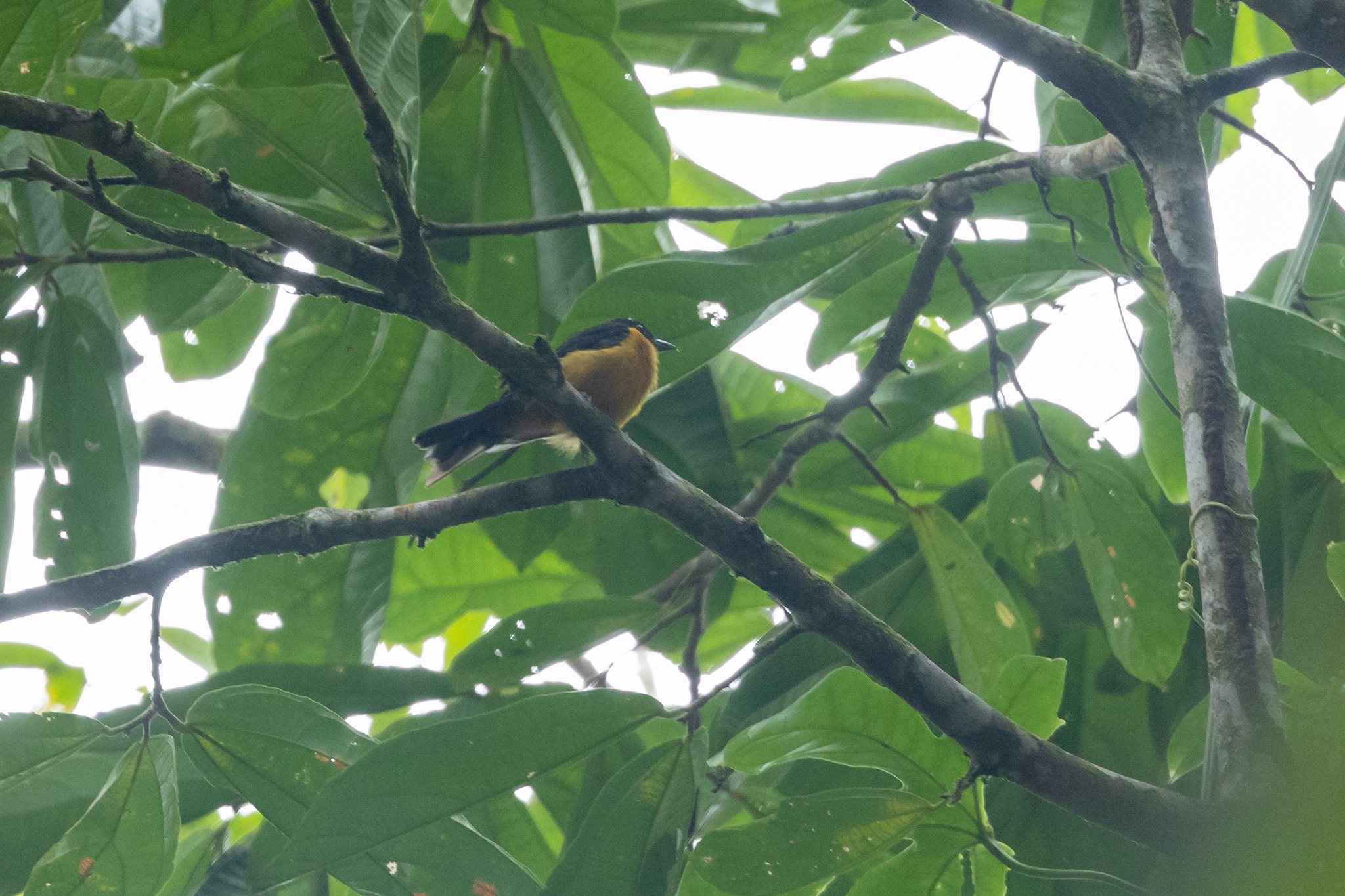 Fulvous Shrike-Tanager (Lanio fulvus), photo 5