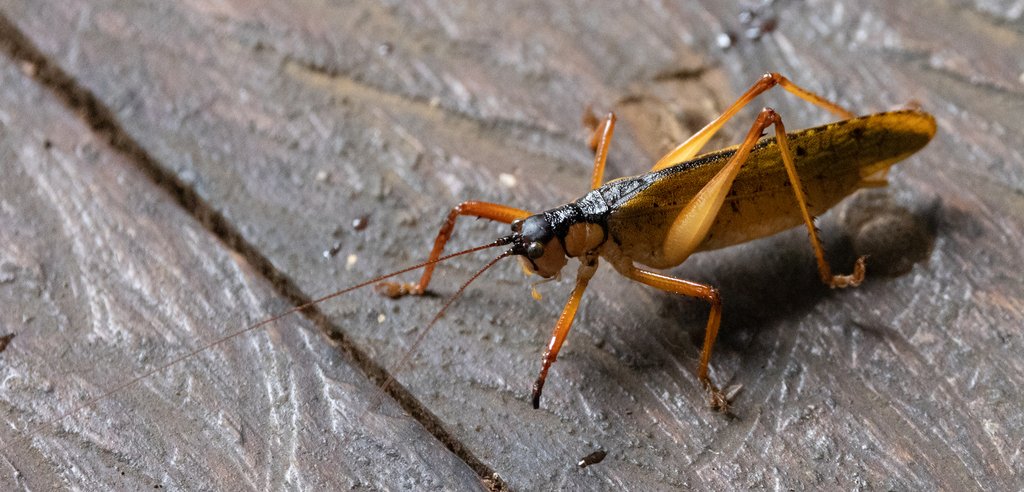 Eubliastes adustus