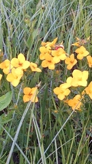 Rhexia lutea