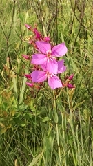 Rhexia alifanus