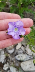 Linum nervosum