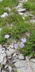 Linum nervosum