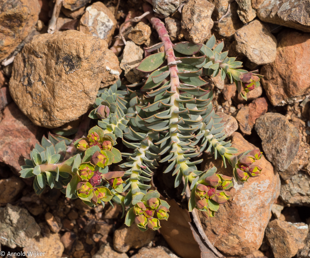Myrsiniteae