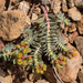 Euphorbia veneris - Photo (c) Arnold Wijker, algunos derechos reservados (CC BY-NC), subido por Arnold Wijker