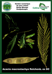 Senegalia macrostachya