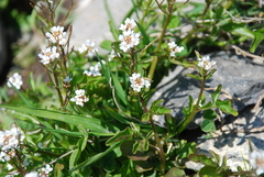 Cardamine scutata