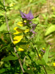 Melampyrum velebiticum