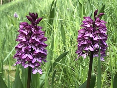 Orchis × hybrida