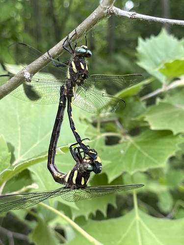 Arrowhead Spiketail photo 3