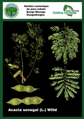 Senegalia senegal